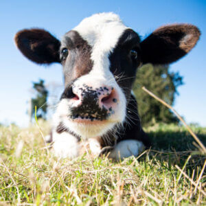 Cow Laying Down