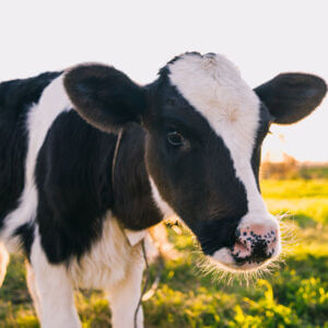 Cow Standing In Field