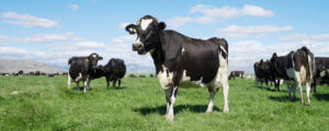 Cow In Field